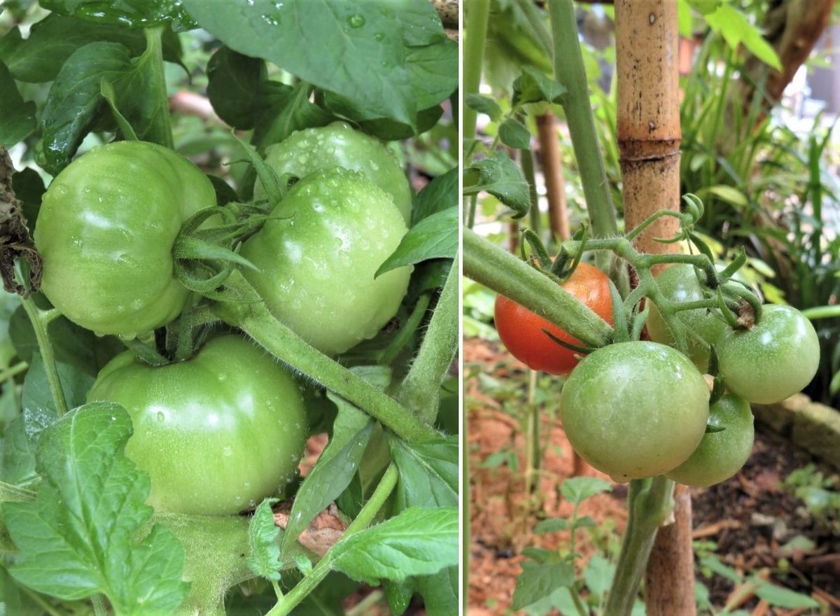 まだ青い🍅トマトの実