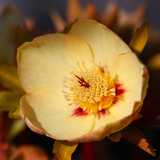 Helleborus x hybridus