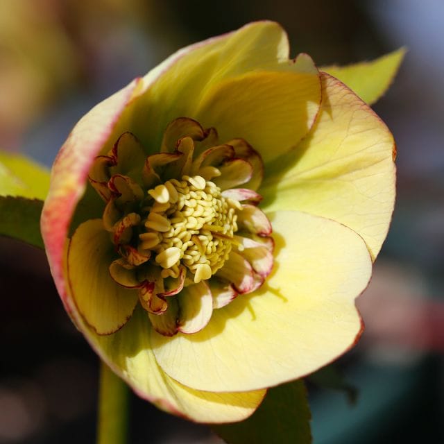 Helleborus x hybridus