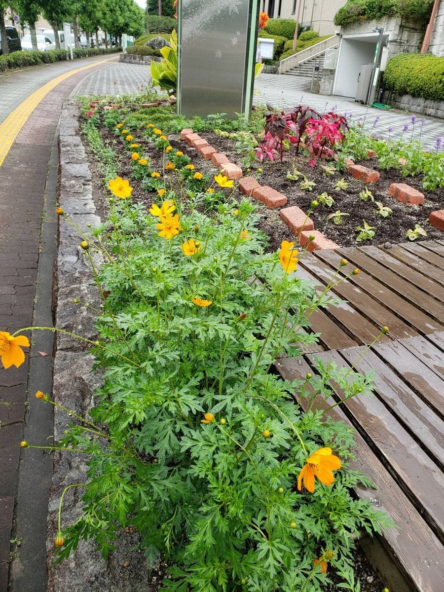 ボランティアの花壇