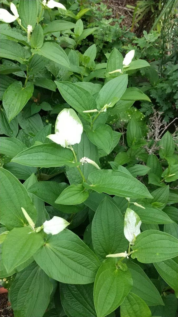 🌿半夏生のお話〜☆彡