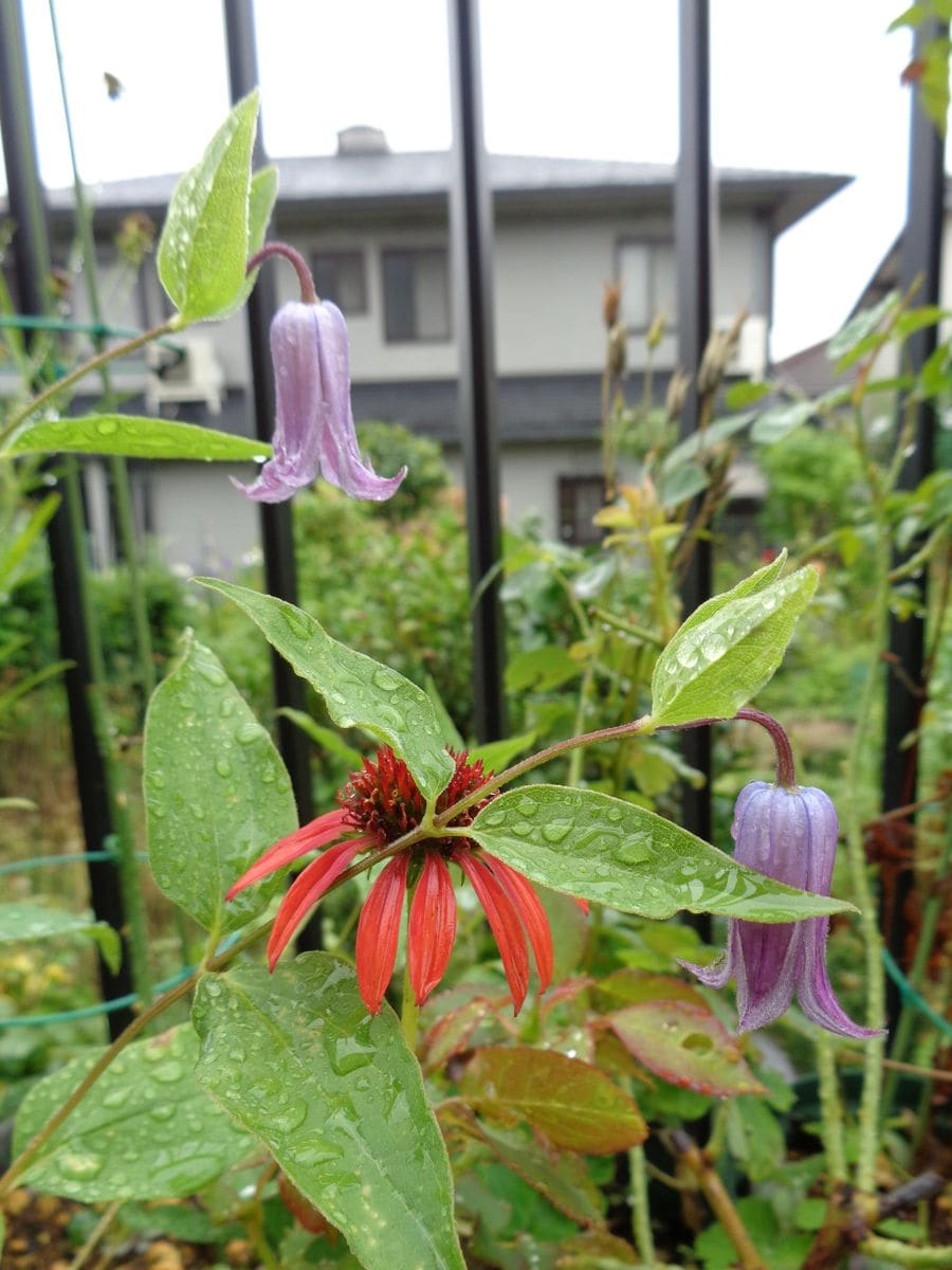 大雨