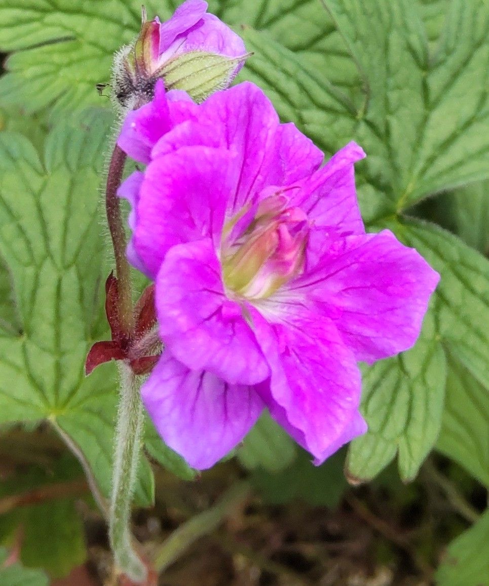 ベランダの朝の花