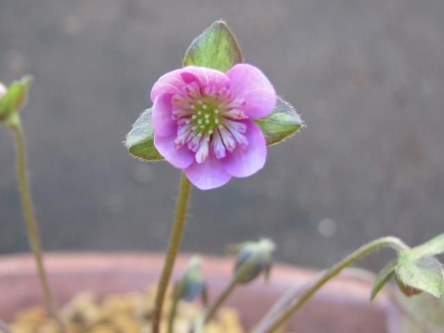 雪割草の初花