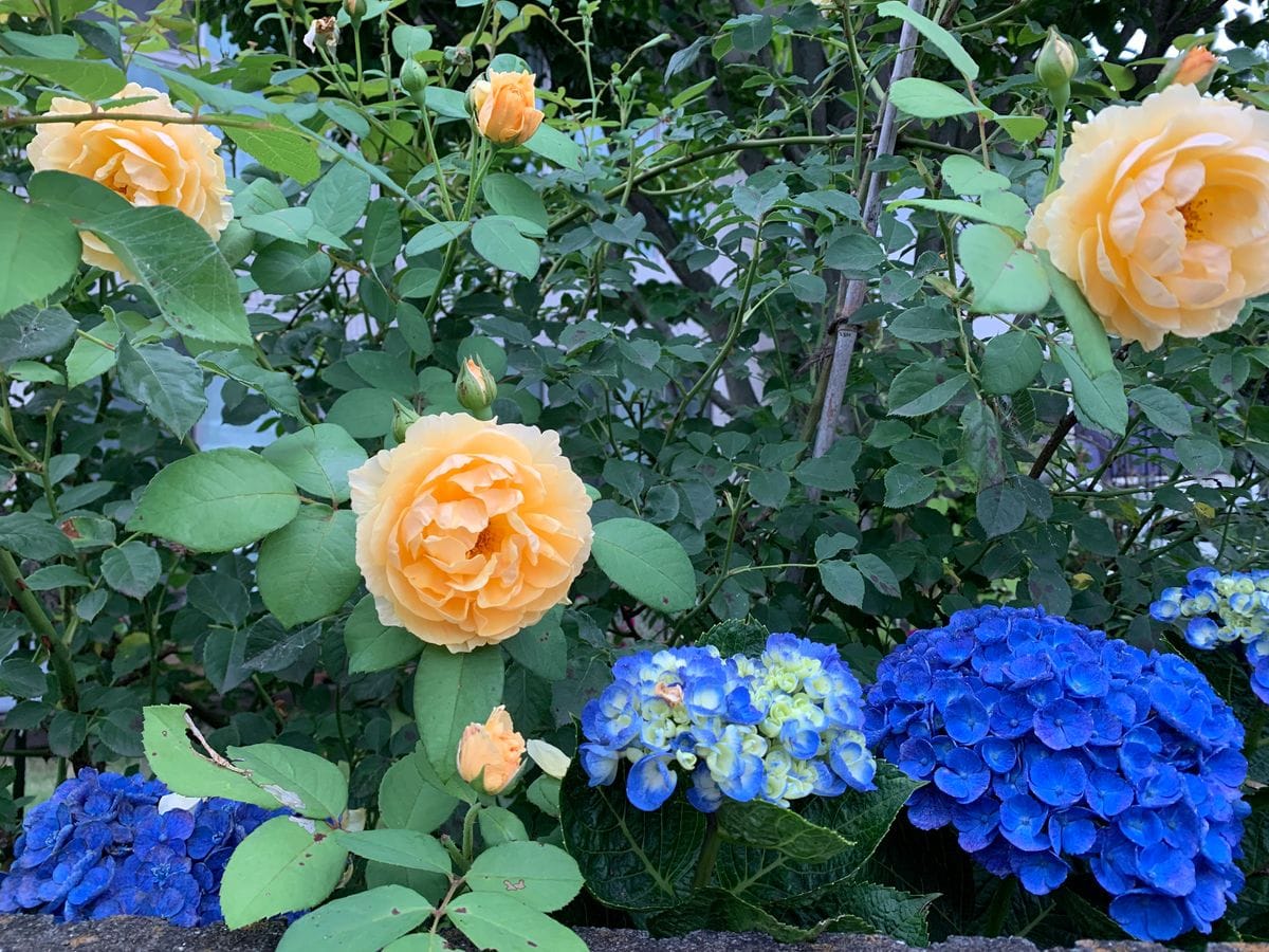 グラハムトーマスと紫陽花