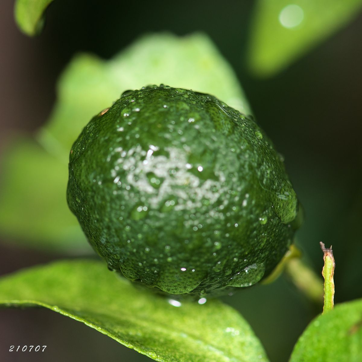 実のなる樹 栗　いちじく　🍊不知火