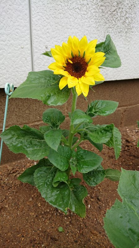 夏の花、咲きました😆