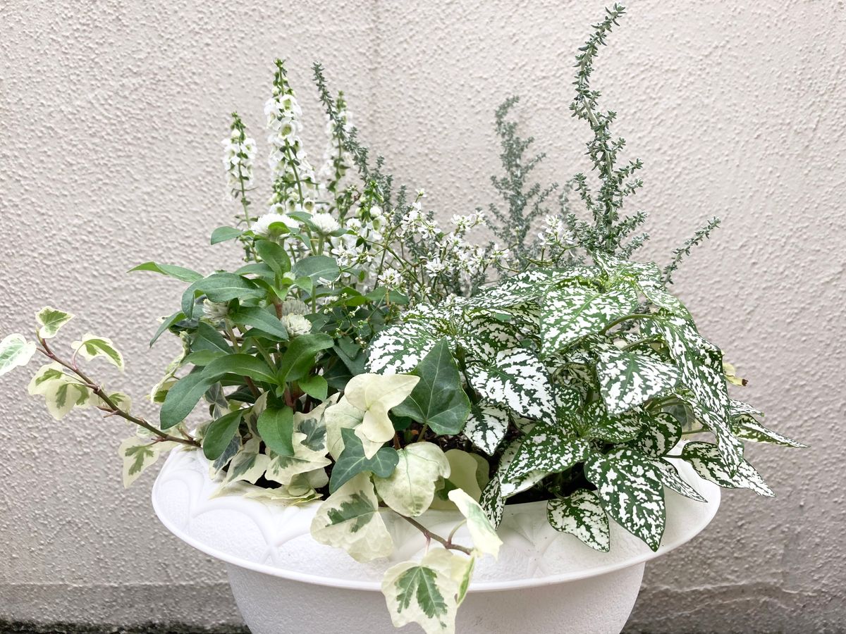 夏の白い寄せ植え作りました