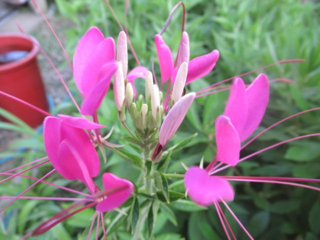 今朝の庭花