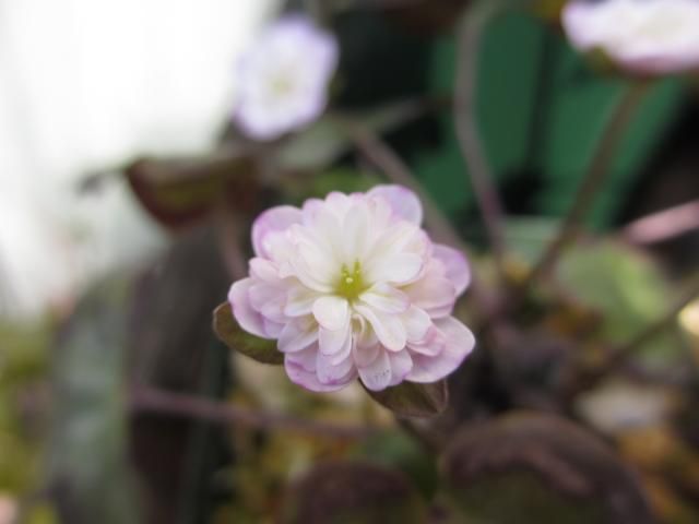 雪割草の開花①