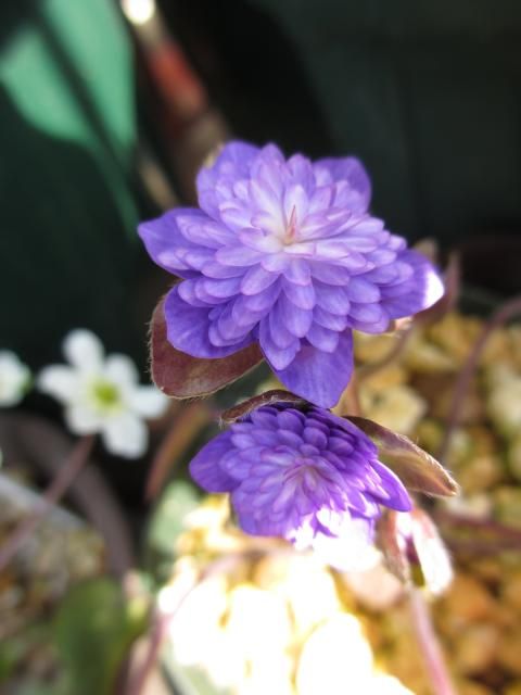 雪割草の開花①