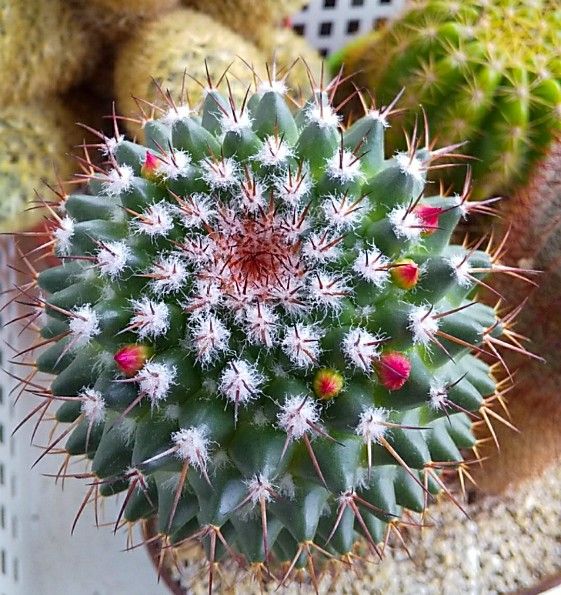 名無しのサボテンにお花が咲きました。