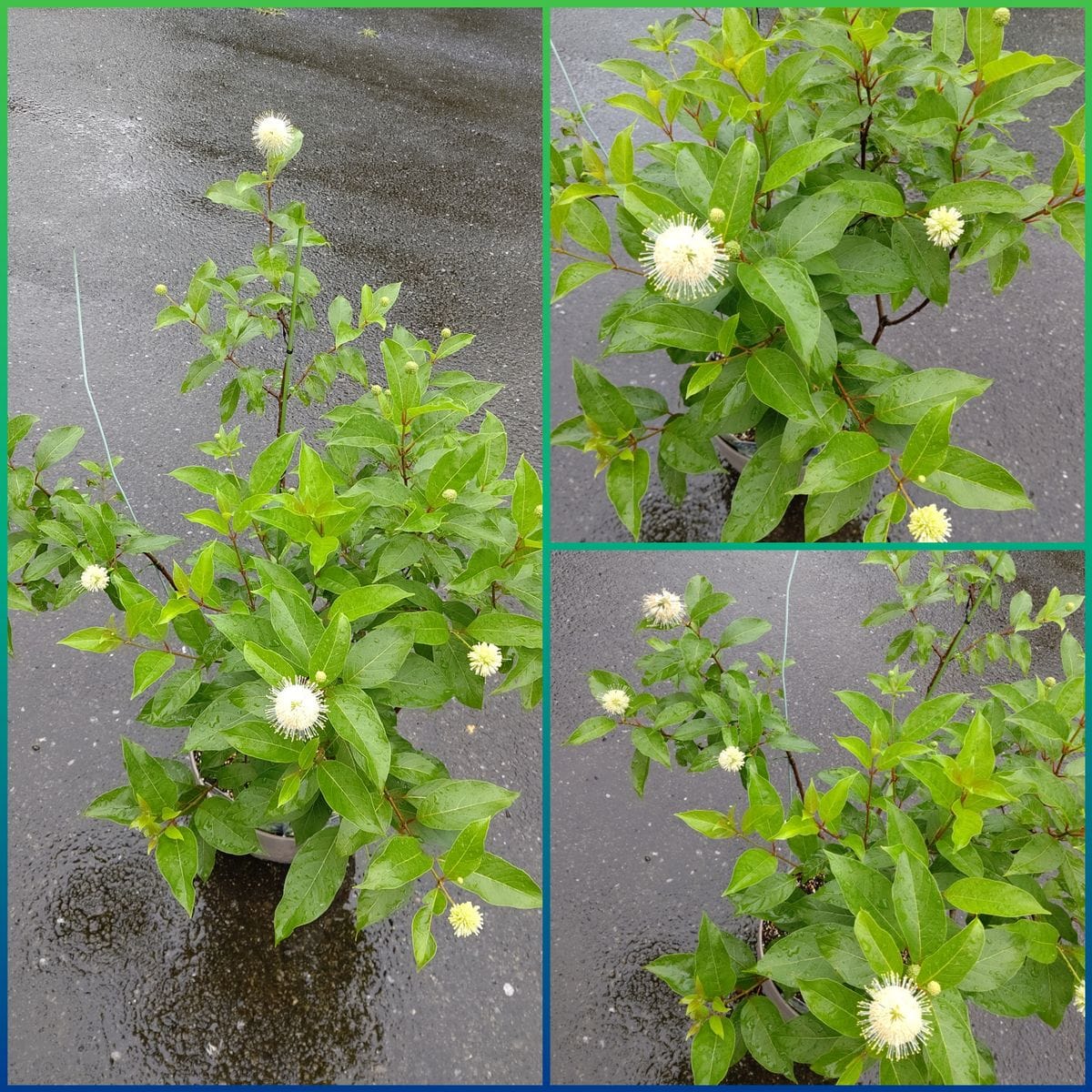 雨続きですねぇ☔️