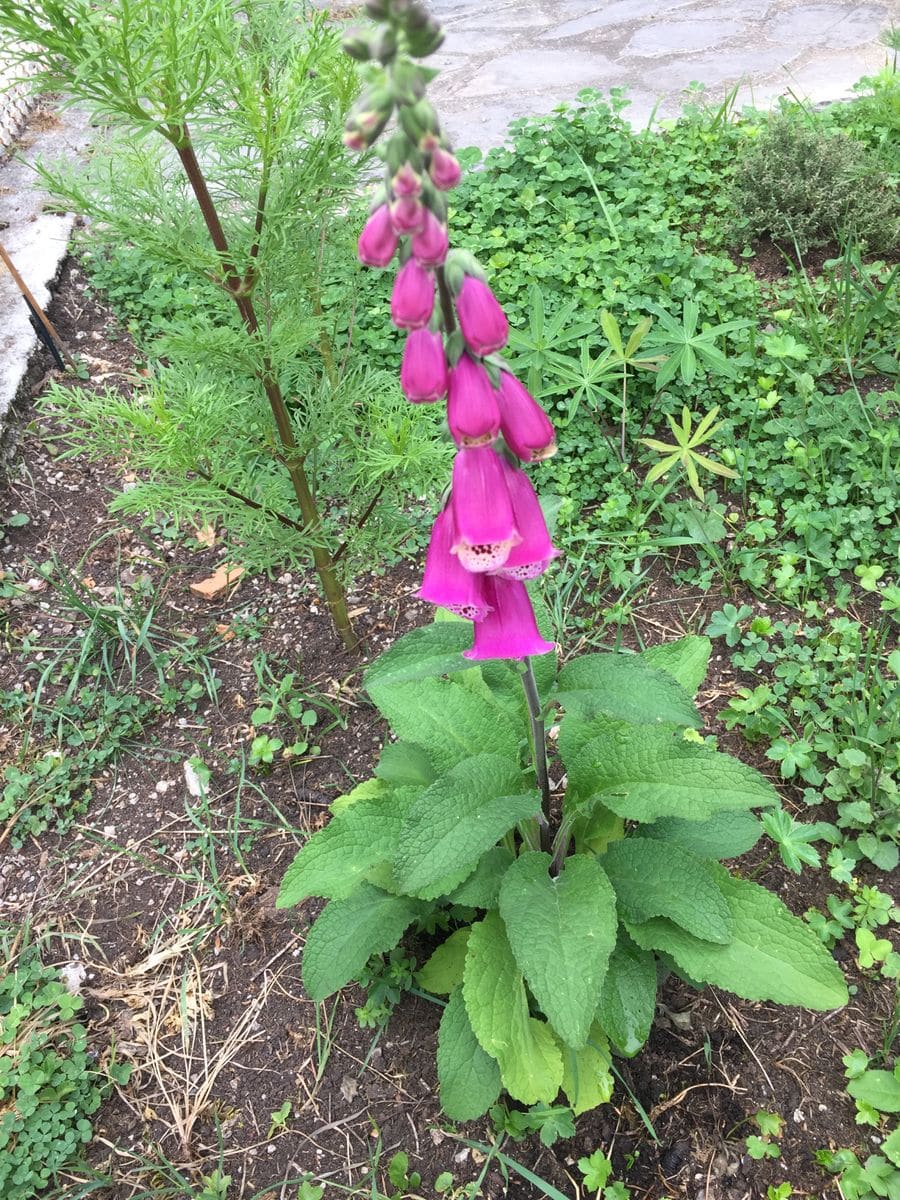 小さなジギタリス の開花