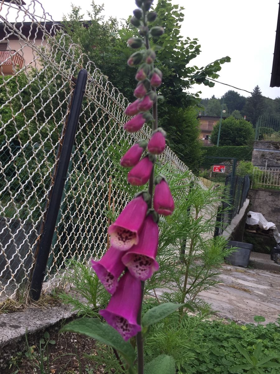 小さなジギタリス の開花