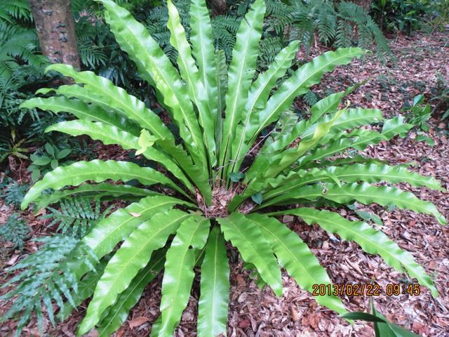 宮崎熱帯植物園