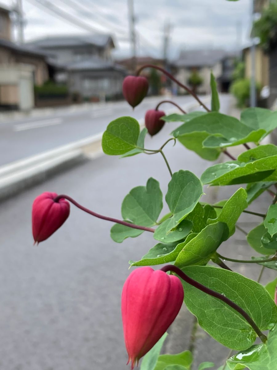 今日の開花