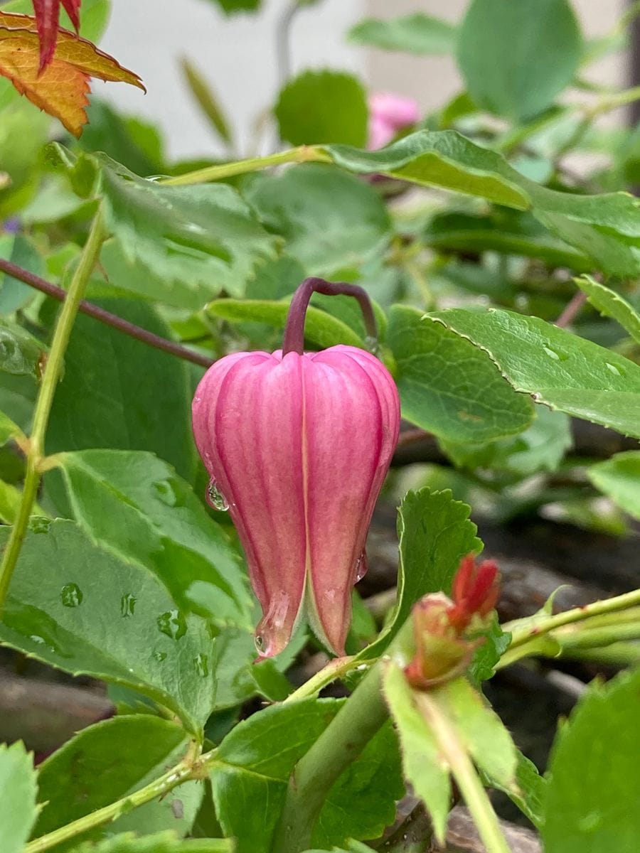 今日の開花