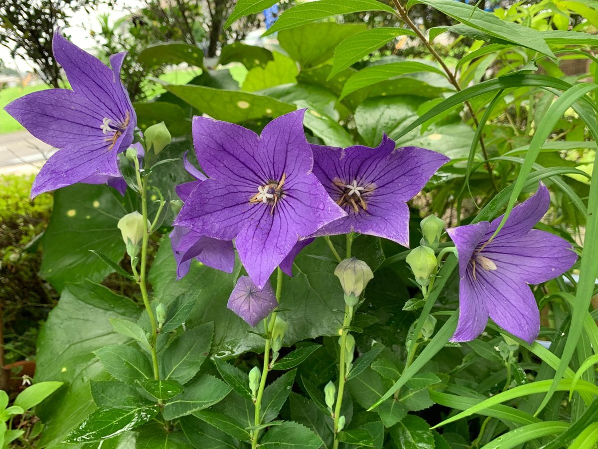 今朝のお花達(^_-)-☆