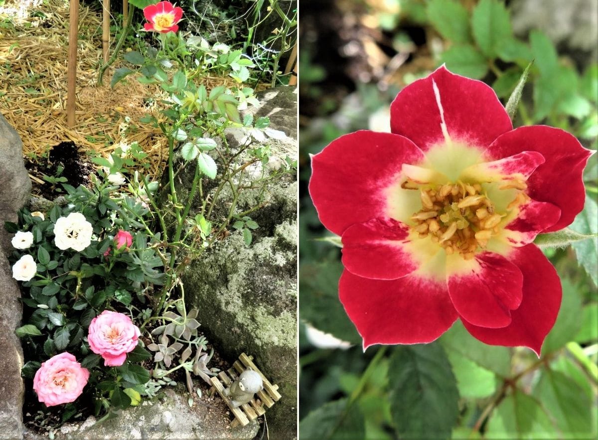 🌹ミニバラの寄せ植え