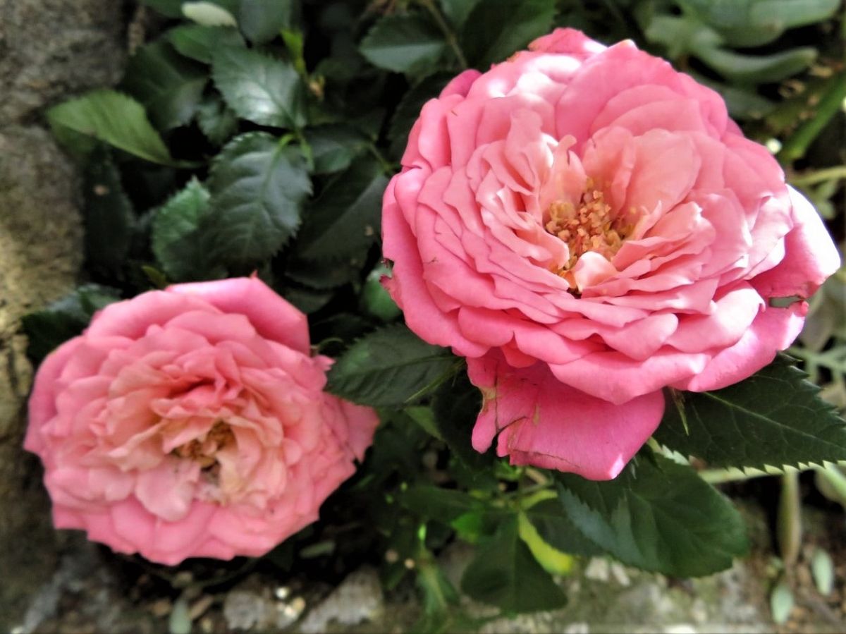 🌹ミニバラの寄せ植え