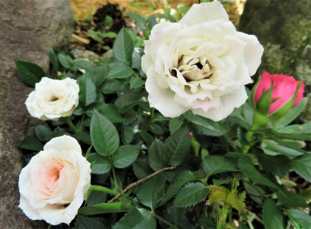 🌹ミニバラの寄せ植え