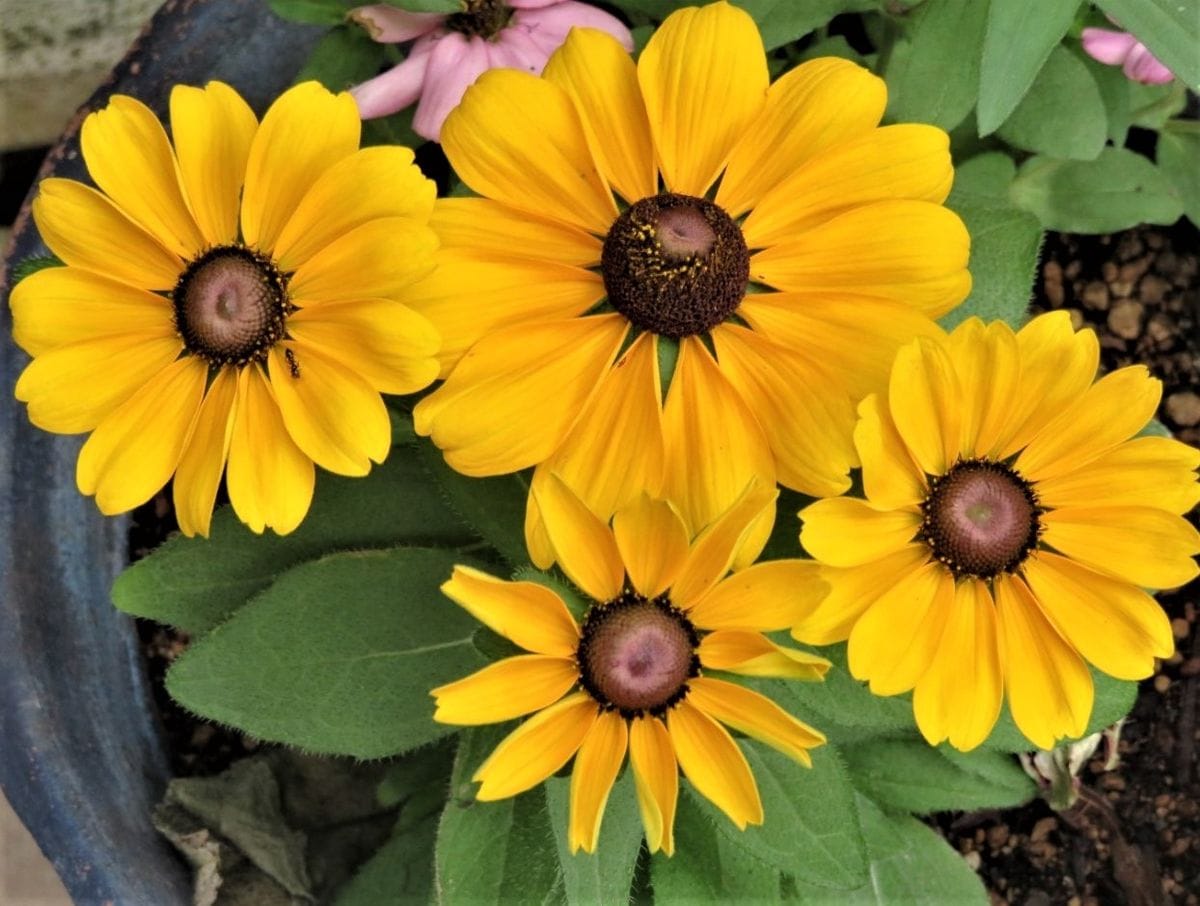 🌻今日の花たち🌻その116