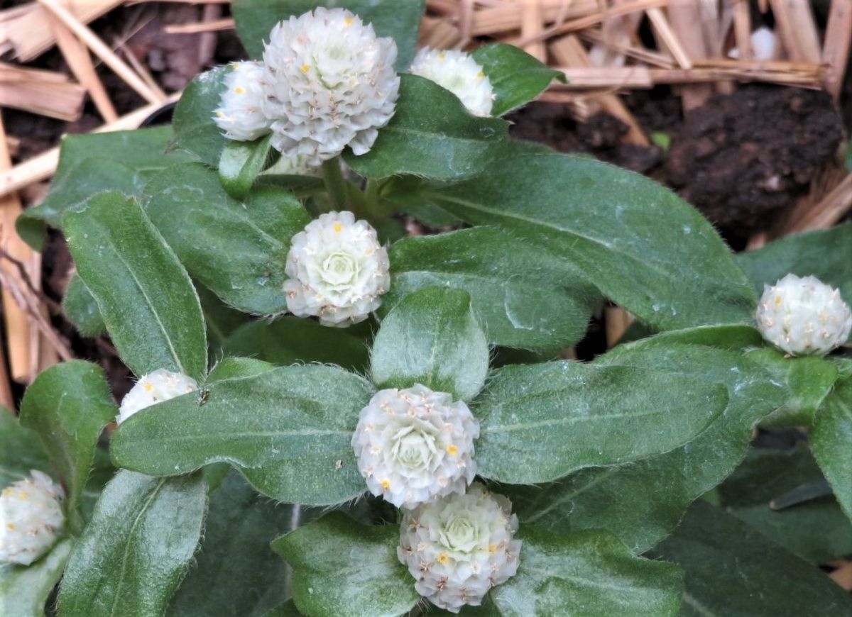 🌻今日の花たち🌻その116