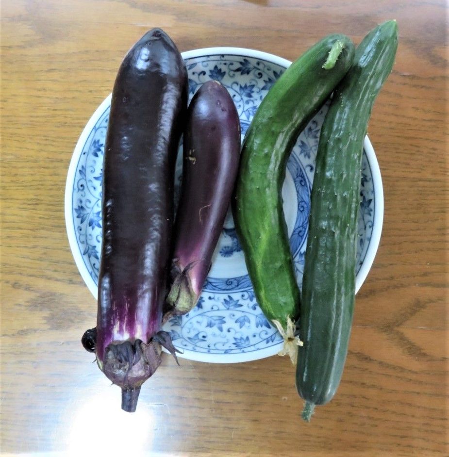 収穫した🍆ナスと🥒キュウリ