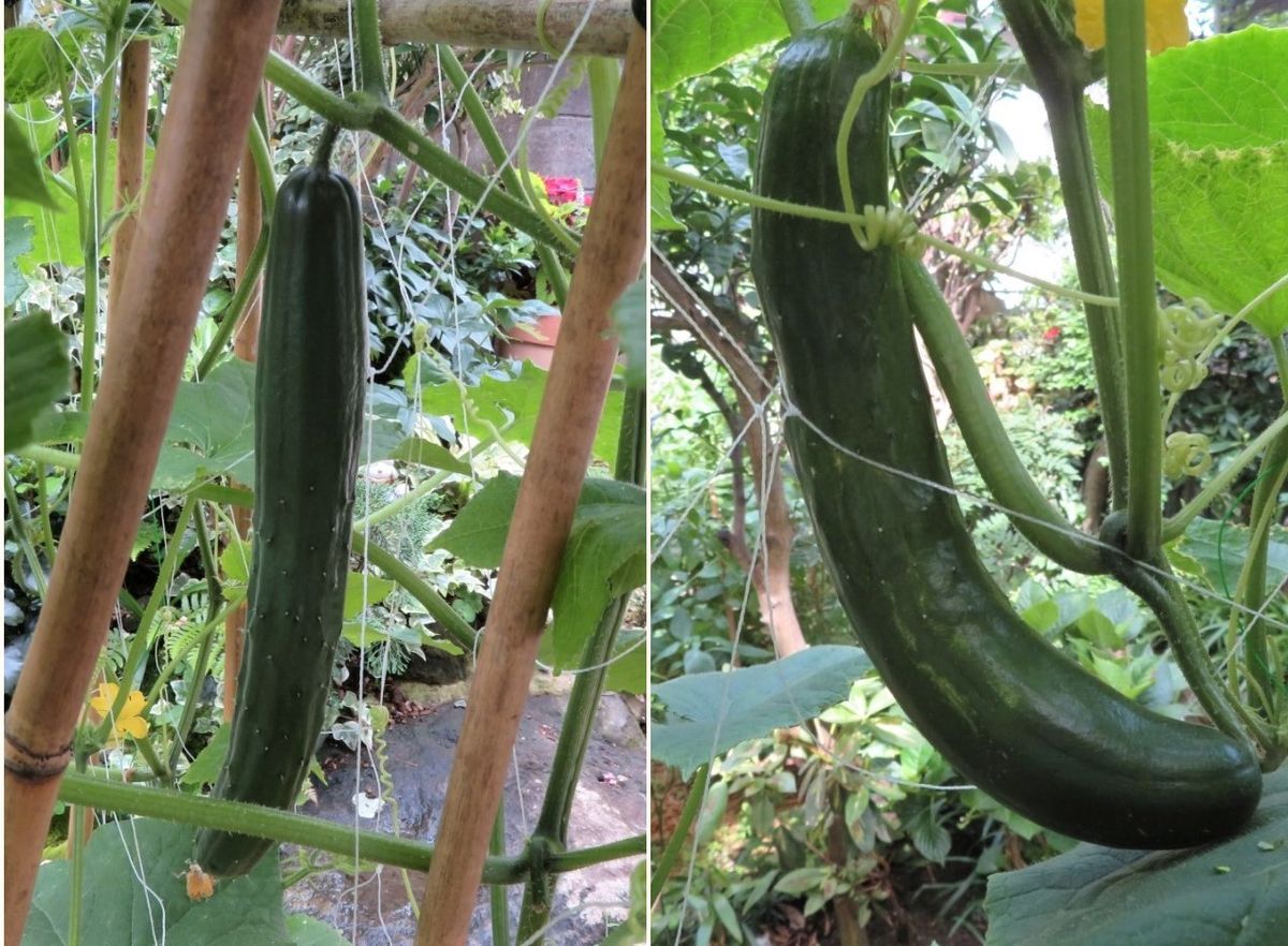 収穫した🍆ナスと🥒キュウリ