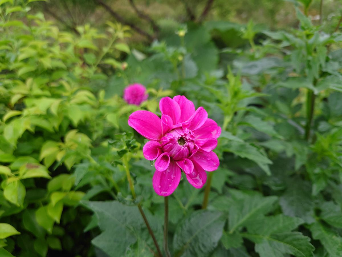 トマト苗元気です