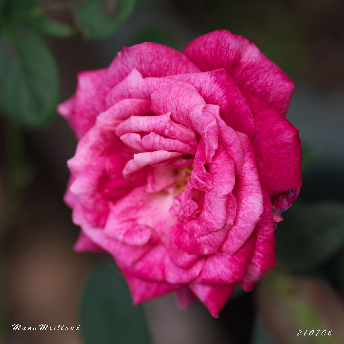 梅雨の薔薇