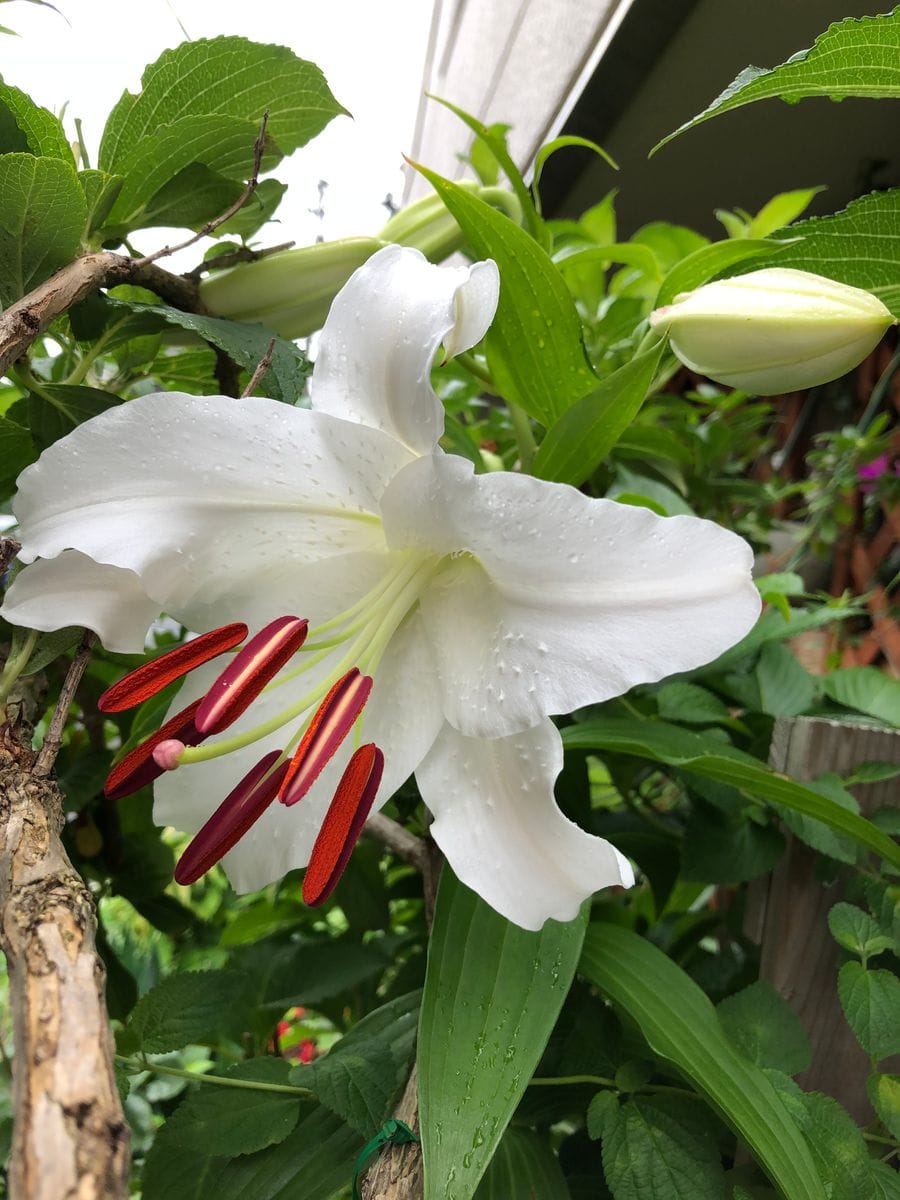 カサブランカの開花