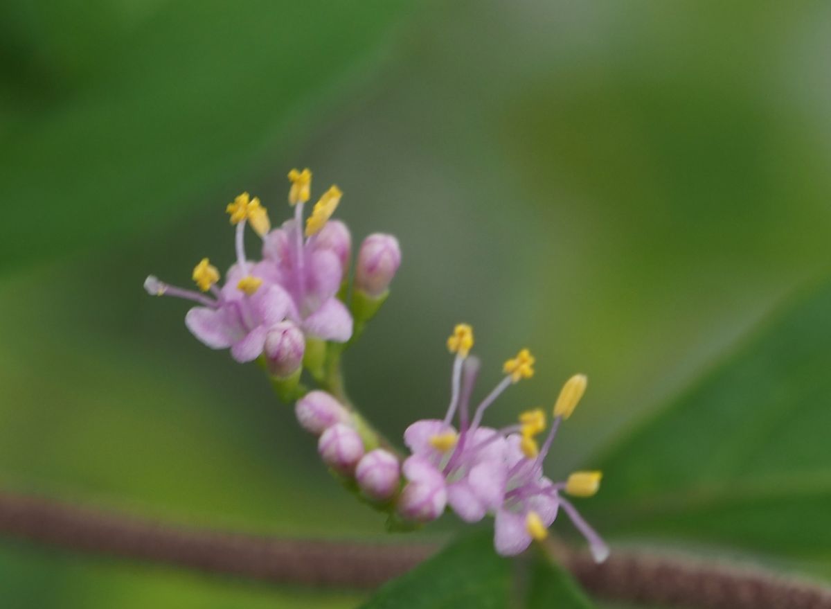 小さな花と最近のガチャ（ドール画像あり）