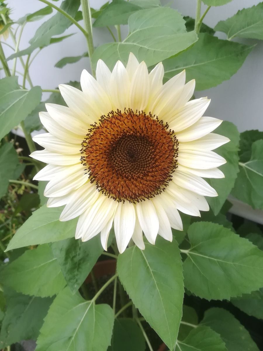 ひまわり🌻ﾎﾜｲﾄﾅｲﾄ🌻開花