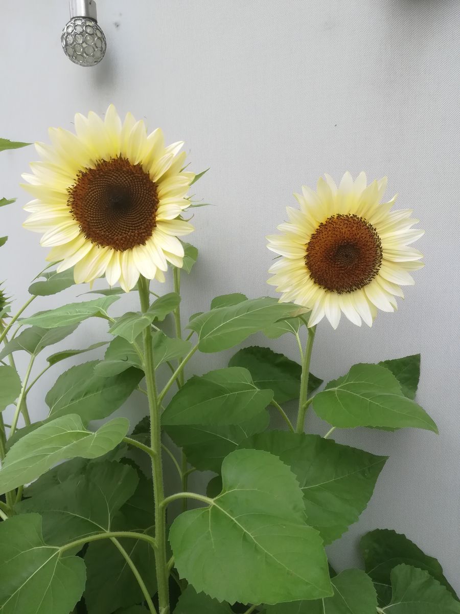 ひまわり🌻ﾎﾜｲﾄﾅｲﾄ🌻開花