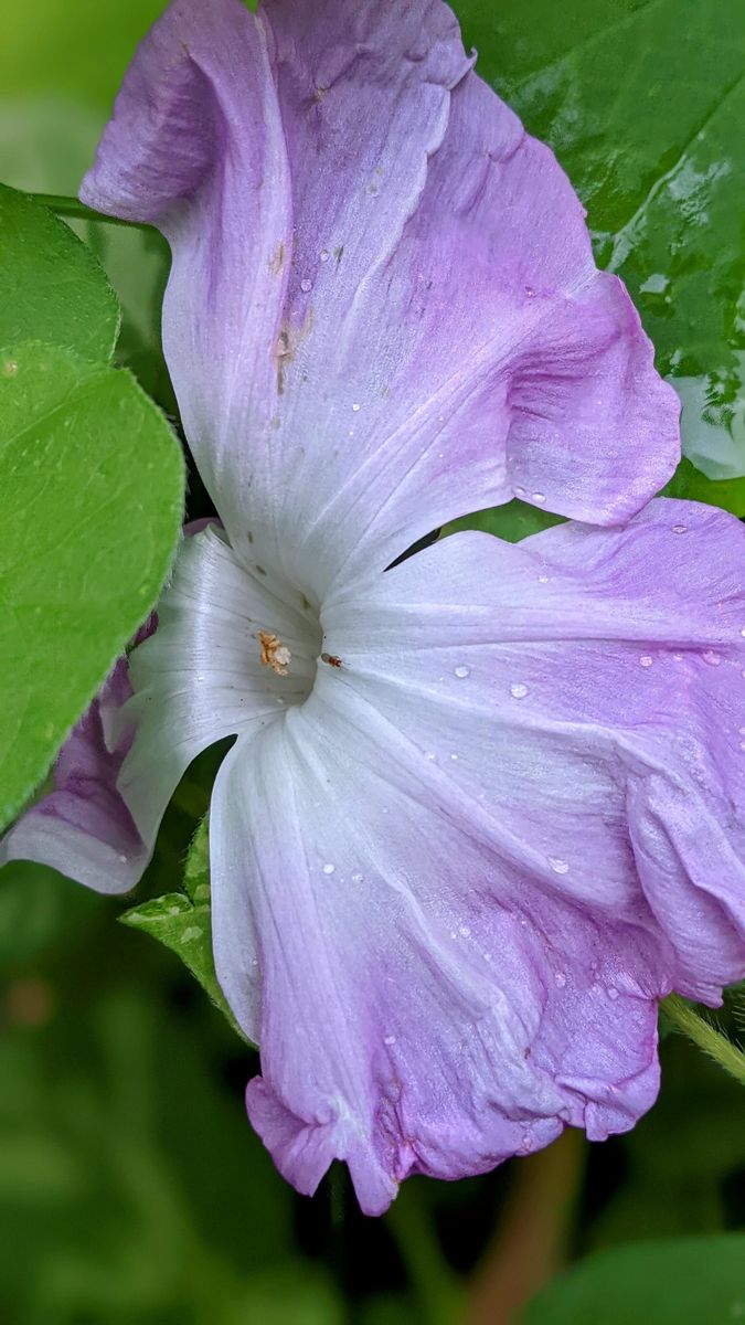 花径20センチになるはずの朝顔