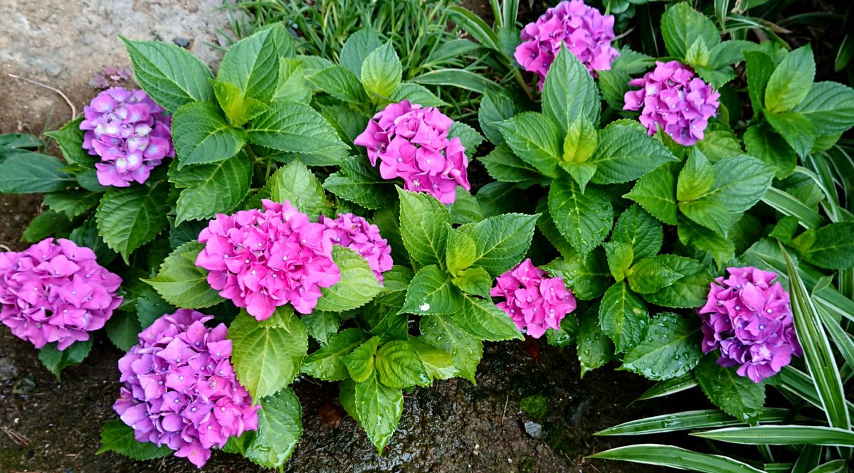 雨の中の紫陽花💗