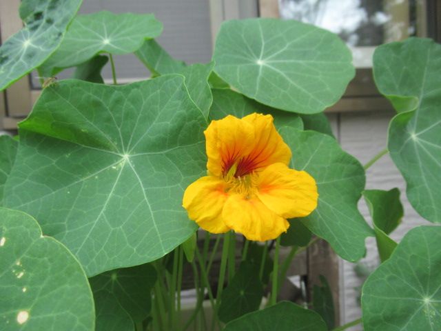 今年　初めて開花