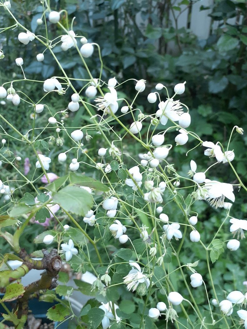 蒸します。。せめて花は涼やかに。