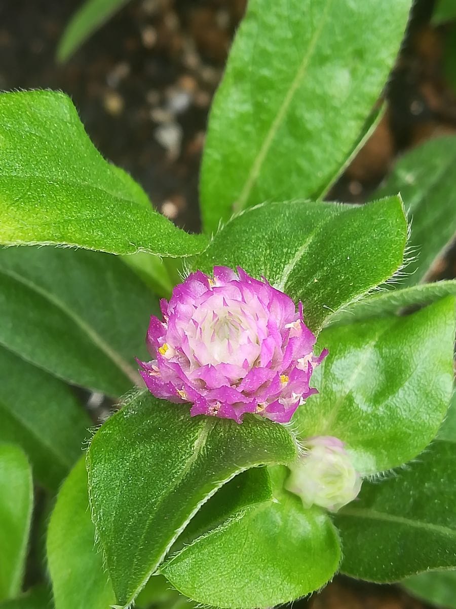 我が家の花🌻今日の様子