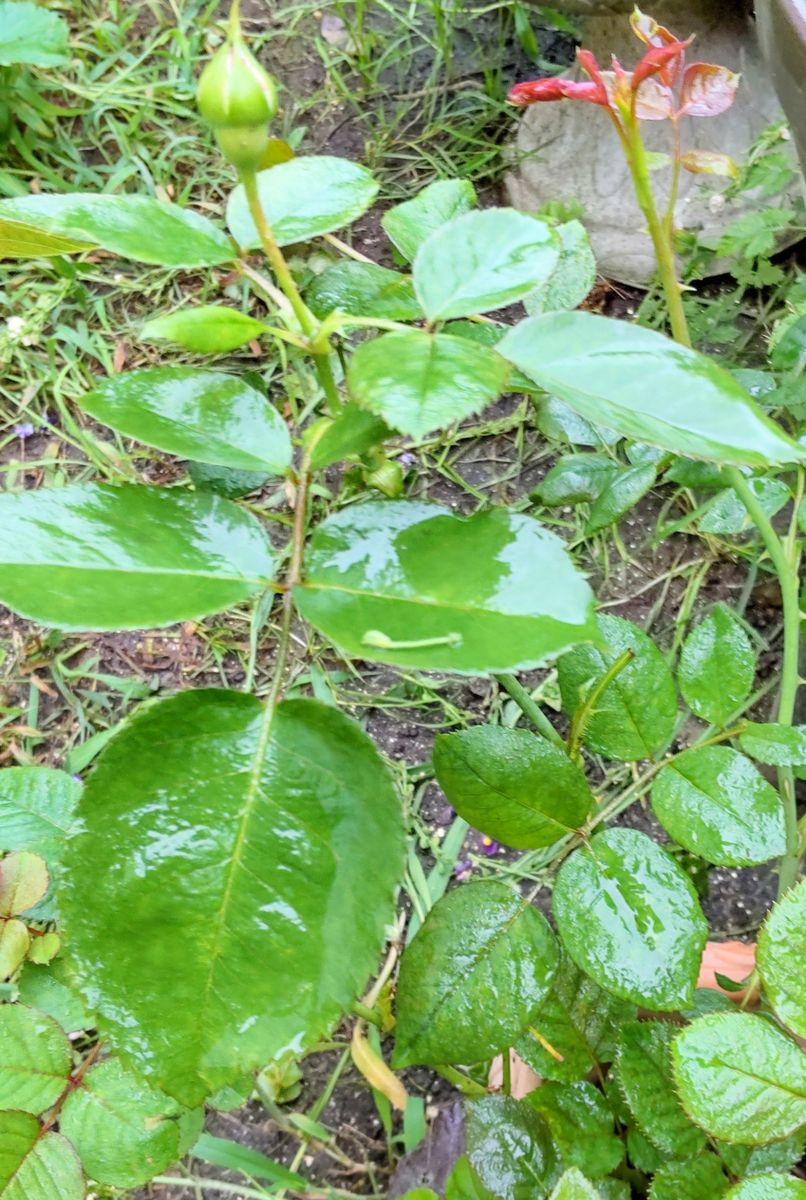 挿し木薔薇🌹の消毒①