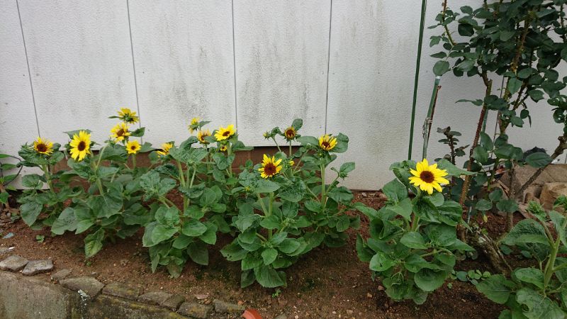 ミニひまわり🌻