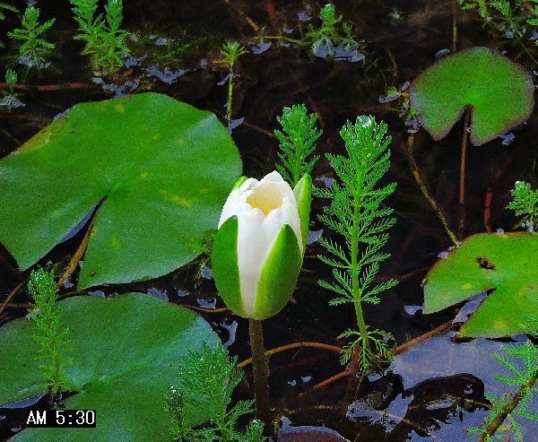 スイレン開花間近