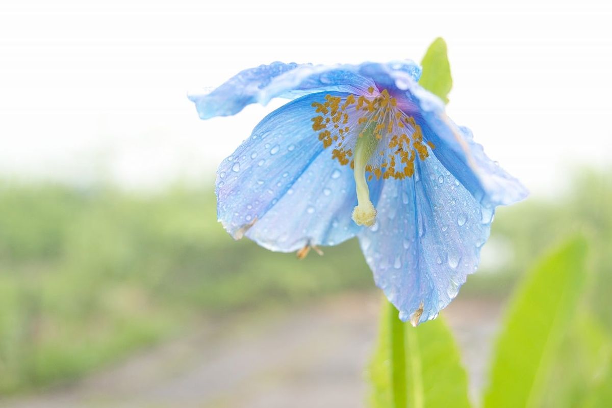 【白馬五竜高山植物園】雨でも楽しめる植物園！