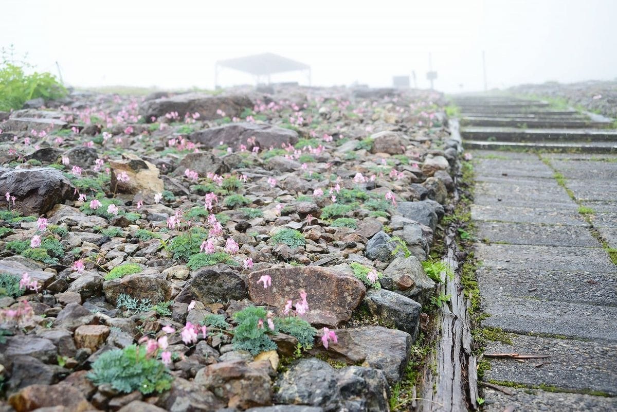 【白馬五竜高山植物園】雨でも楽しめる植物園！