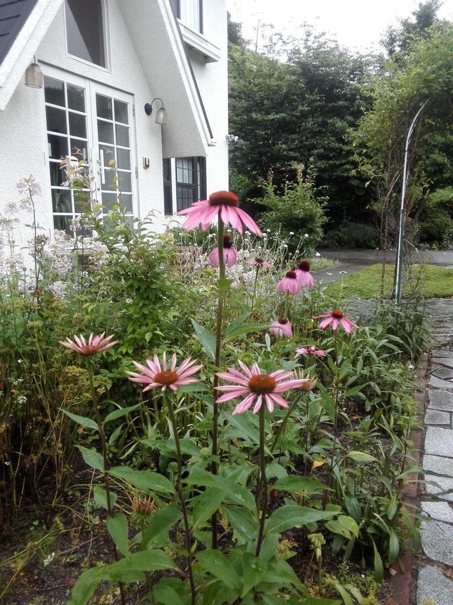 夏から秋の花へ