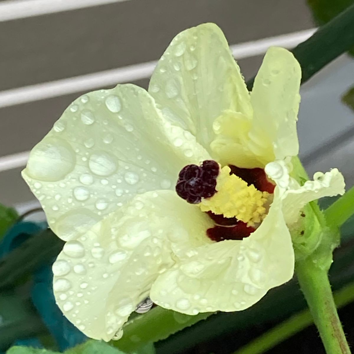 オクラの花🎵