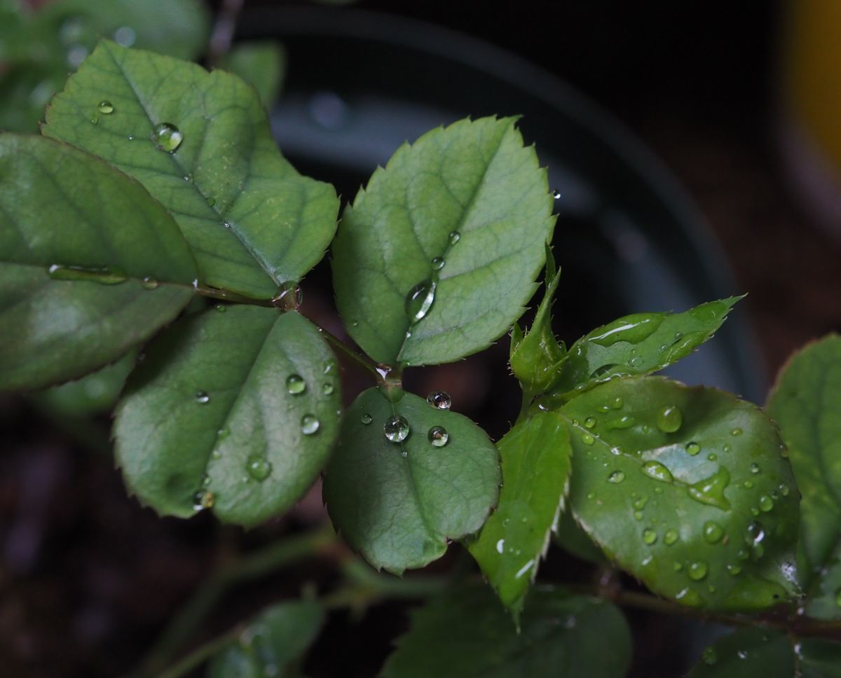 明日も雨か