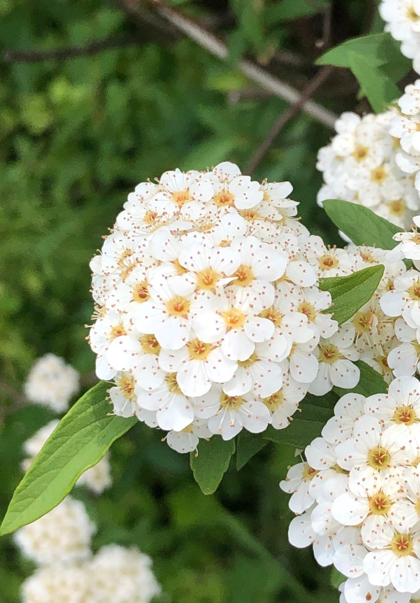 丸く咲いた花を集めました。